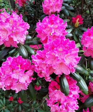 pink rhododendron in all its glory