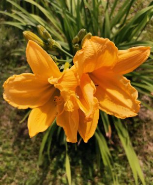 a pair of yellow lilies with babies