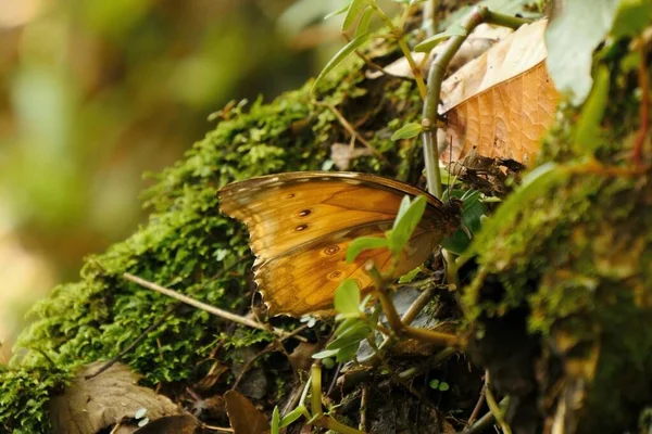 the butterfly\'s ability to camouflage itself in the open air