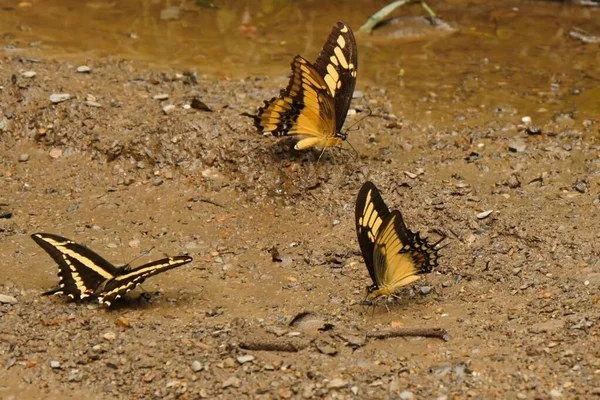 a company of butterflies meets by the stream