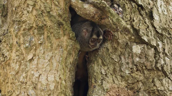 A couple of night monkeys have woken up, hiding in a tree cavity
