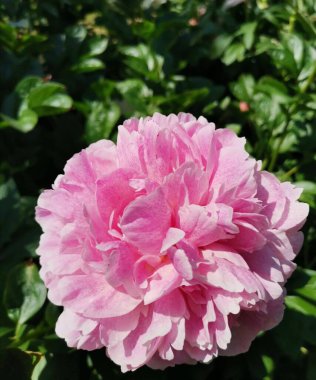 pink peony is blooming in my garden