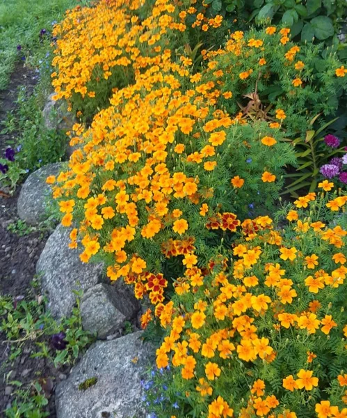 orange flower bed with stone borders