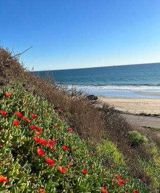 Coastal landscape with red flowers, beach, road and sea