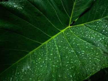 taro leaf texture with water droplets in aesthetic style