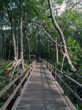 Mangrove forest tourism located in Indonesia, East Kalimantan