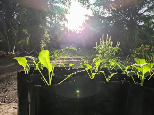 Mustard greens in polybags exposed to sunlight in the morning