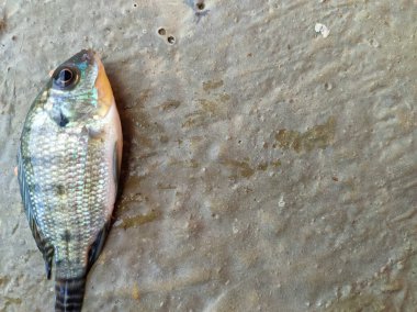 Beton duvarın zemininde tilapia balığı