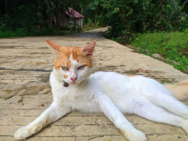 Beyaz kedi çimento yolunda dinleniyor.