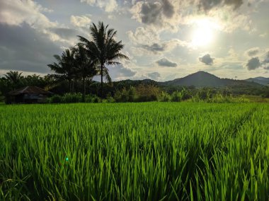 pirinç tarlaları güzel manzara