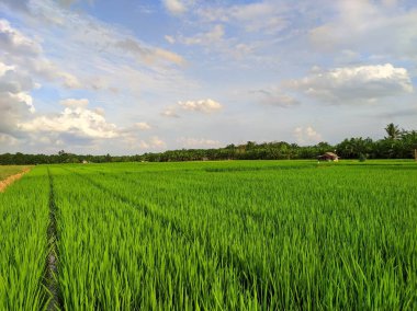 pirinç tarlaları güzel manzara