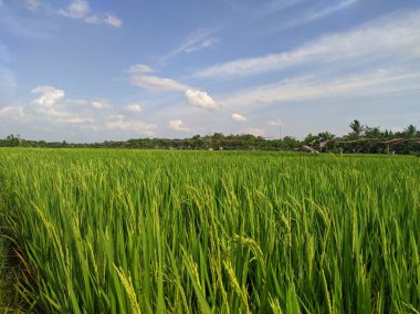 Landscape view of rice fields during the day