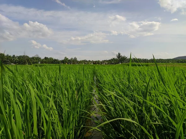 Landscape view of rice fields during the day