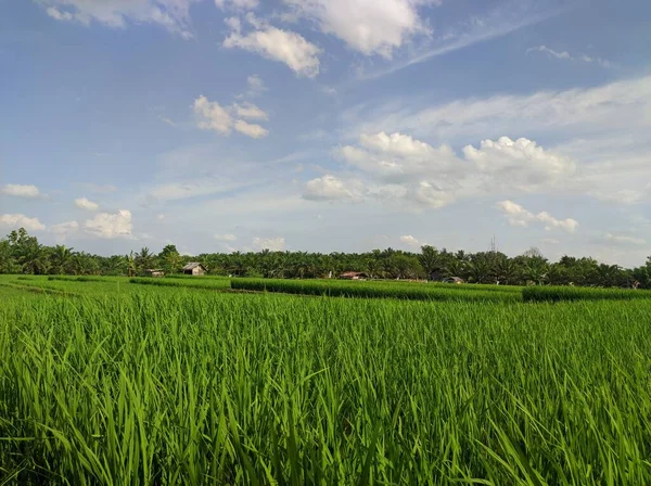 Landscape view of rice fields during the day