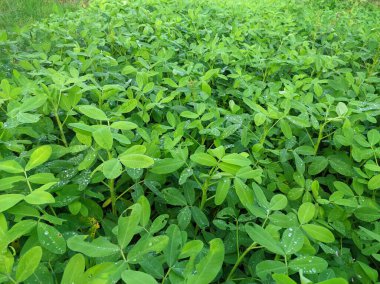 fields of peanut plants in the garden