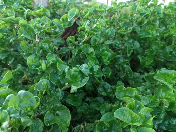 Brazilian Spinach Vegetable Plant Garden — Photo