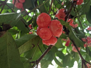 Guava water fruit on the tree