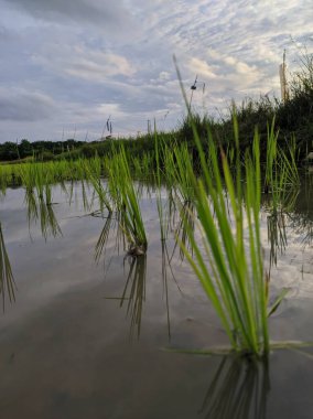 small rice plants growing on the water