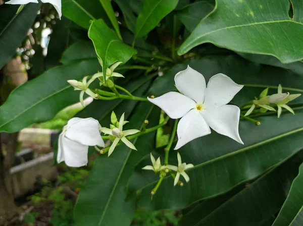 Flores Wari Blanco Sobre Fondo Las Hojas Jardín — Foto de Stock