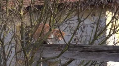 A cat jumping down from a fence in the countryside