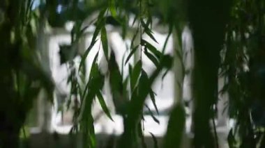 Coming out from the covering of the leaves a willow tree