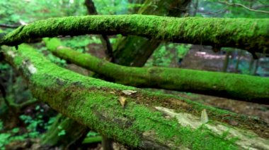 Fell out wood trunk covered in moss in the forest