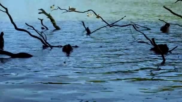 Ducks Swimming Lake Branches — Stok video