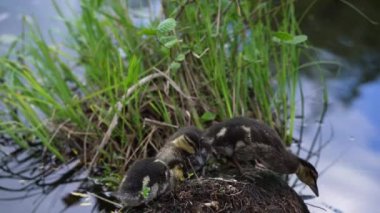 Little ducks playing at a lake