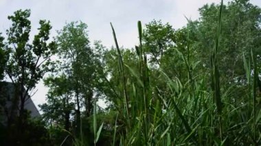 The wind is waving reeds from below at a lake