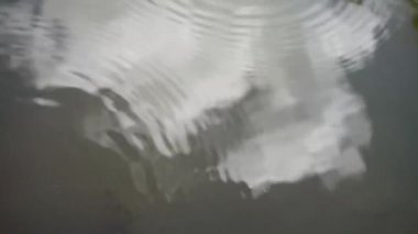 May-fly swimming in a lake with water reflection