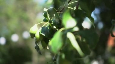 Pears and leaves on a branch