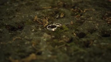 Wedding rings resting on a rock with moss