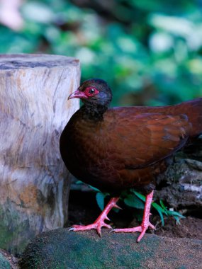 A red spur fowl male in the jungle of munnar south india