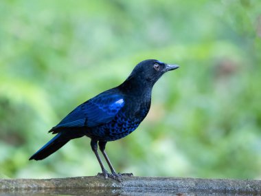 Malabar whistling thrush in Munnar in south india