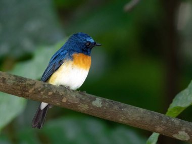 tickells blue flycatcher shot in munnar south india