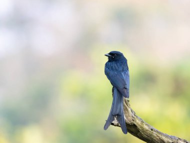 A black drongo on a tree peacefully sitting