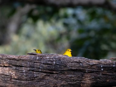 An Yellow Browed bulbul feeding on beautiful coffee seeds in munnar in south india