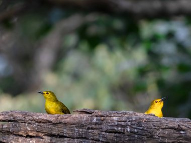 An Yellow Browed bulbul feeding on beautiful coffee seeds in munnar in south india