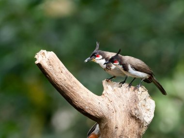 A Pair of red vented bulbul on a tree trunk