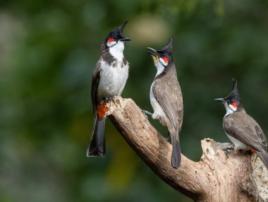 A Pair of red vented bulbul on a tree trunk
