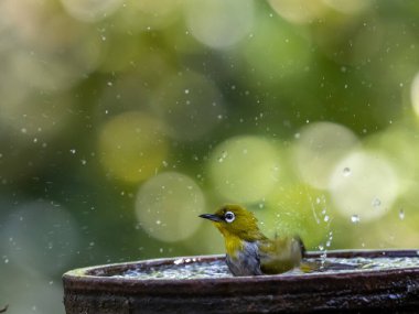 oriental white eye in water bath