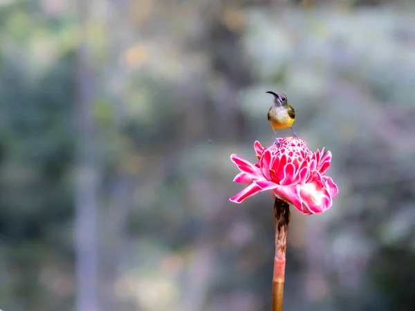 A spider hunter perched on a flower (arachnothera longirostra)