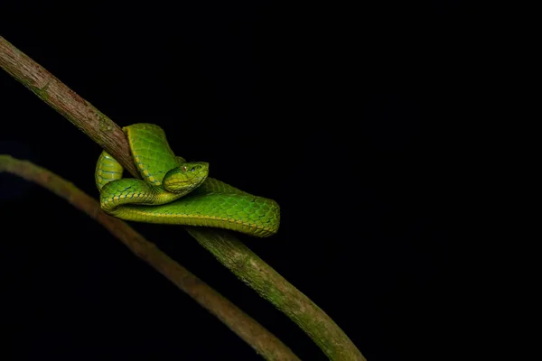 A Large scaled pit viper snake on a tree branch
