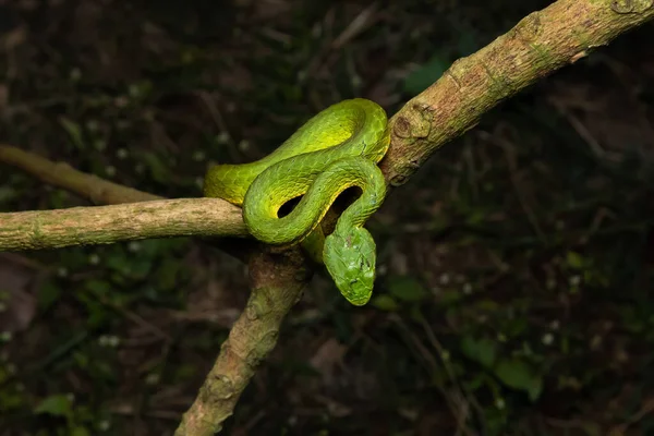 A Large scaled pit viper snake on a tree branch