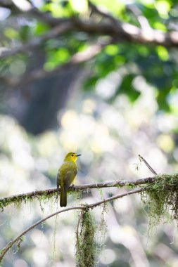 a yellow browed bulbul on a perch