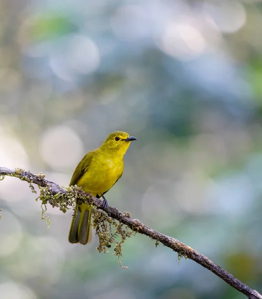 A yellow browed bulbul perched on a beautiful branch