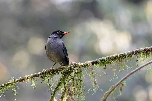 An beautiful indian black bird on a perch