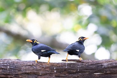 A pair of hill myna on a tree branch shot in munnar in southindia