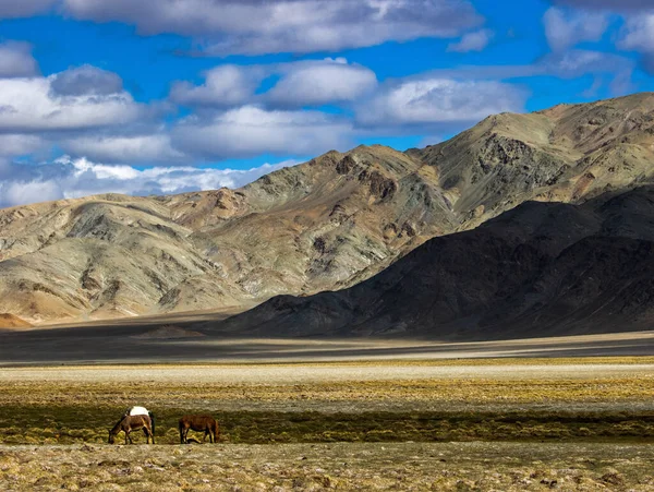 Himalaya Wildpferd Vordergrund Einer Wunderschönen Landschaft Der Region Ladakh — Stockfoto