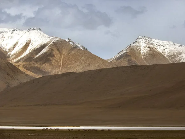 Landschaft Des Himalaya Der Region Ladakh Nubra Tal — Stockfoto